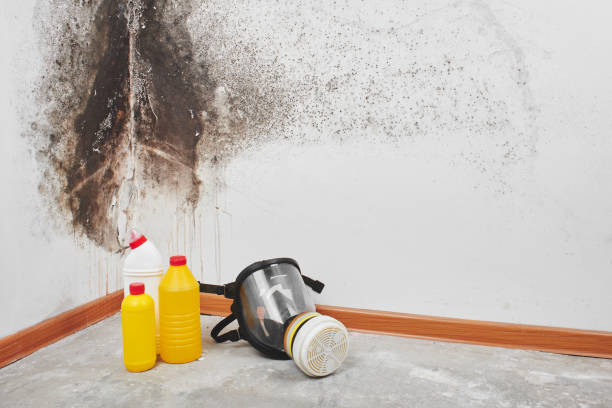 Best Residential Mold Remediation in Tacoma, WA