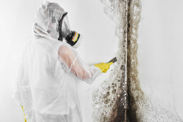 Best Mold Testing and Inspection Services in Tacoma, WA