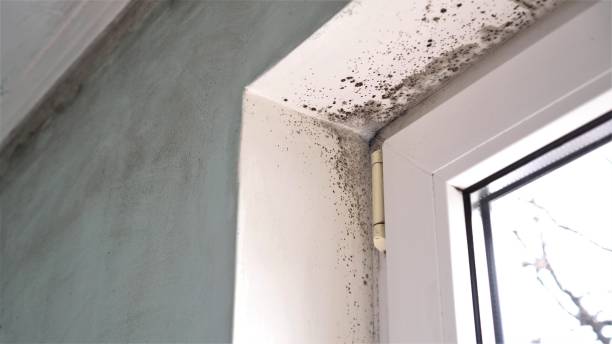 Best Basement Mold Remediation in Tacoma, WA