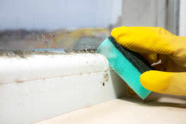 Professional Mold Remediation in Tacoma, WA
