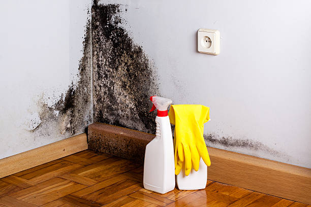 Reliable Tacoma, WA Mold Remediation Solutions