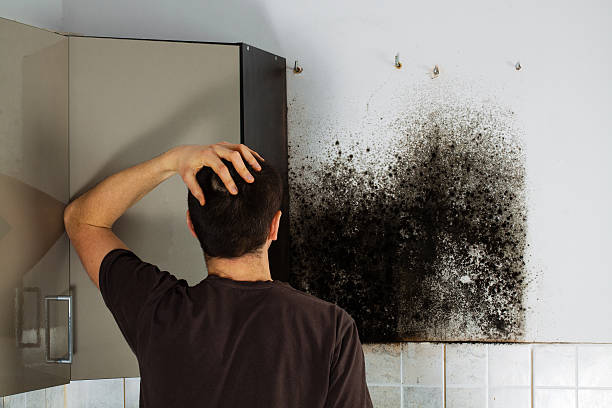 Best Mold Testing and Inspection Services in Tacoma, WA